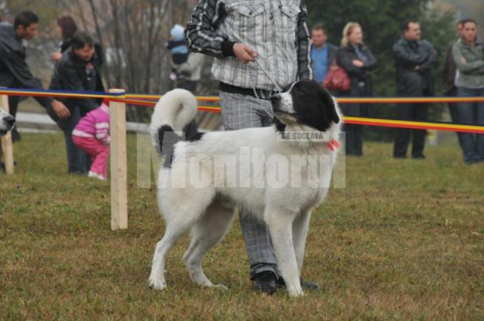 Regalul Ciobănescul de Bucovina