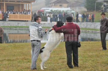 Expoziție canină: Regalul Ciobănescul de Bucovina, la Vatra Dornei