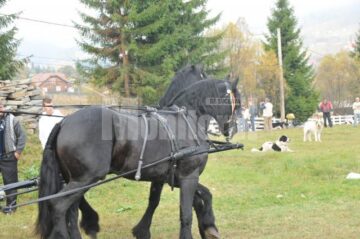 Regalul Ciobănescul de Bucovina