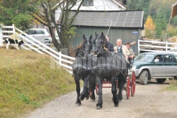 Expoziție canină: Regalul Ciobănescul de Bucovina, la Vatra Dornei