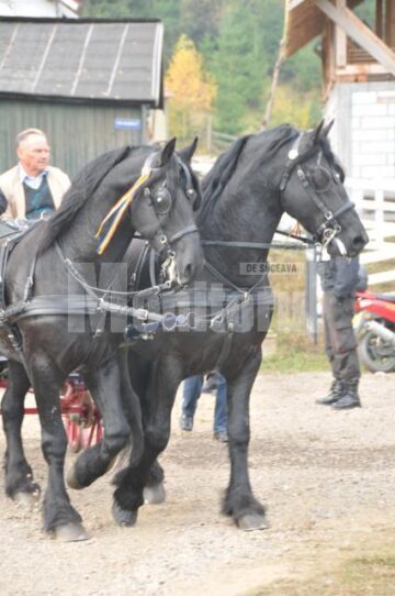 Expoziție canină: Regalul Ciobănescul de Bucovina, la Vatra Dornei