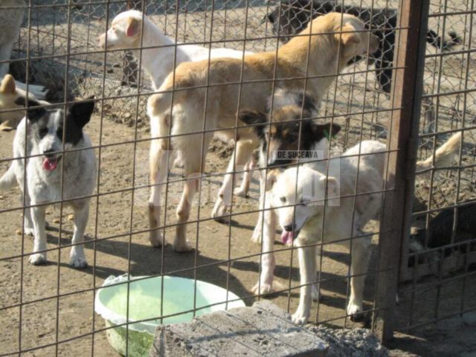Adăpostul din Lunca Sucevei, supraaglomerat