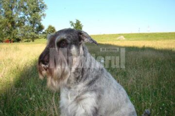 Alma, femela de Schnauzer uriaș „sare și piper”