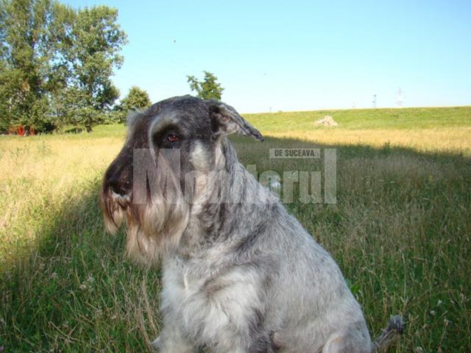 Alma, femela de Schnauzer uriaș „sare și piper”