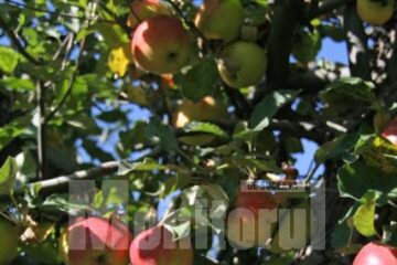 Târg: A șaptea ediție a Târgului Mărului la Fălticeni