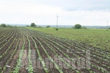 Proiecte: Oficiul de Cadastru începe intabularea gratuită a terenurilor