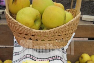Producția record de mere de la Fălticeni nu are piață de desfacere