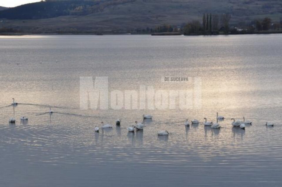 Lebedele de pe iazul Șomuz