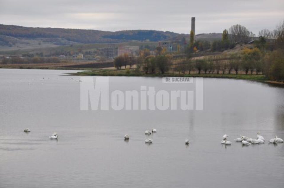 Lebedele de pe iazul Șomuz