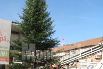 Bradul de Crăciun a fost montat ieri dimineață