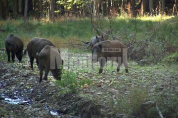 Spaniolii sunt atrași de faptul că în România vânătoarea se face ca pe vremuri