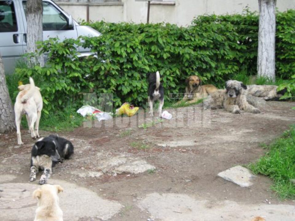Mii de câini din municipiul Suceava, dar și din localitățile din jur, vor fi sterilizați