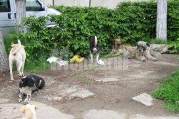 Mii de câini din municipiul Suceava, dar și din localitățile din jur, vor fi sterilizați