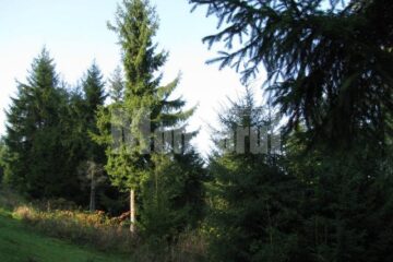 Procesul privind retrocedarea celor 192.000 de hectare de pădure începe să se apropie de sfârșit