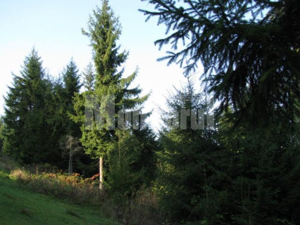 Procesul privind retrocedarea celor 192.000 de hectare de pădure începe să se apropie de sfârșit Procesul privind retrocedarea celor 192.000 de hectare de pădure începe să se apropie de sfârșit