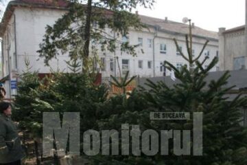 Brazii se vând la prețuri între 24 și 36 de lei, molizii, între 12 și 24 de lei