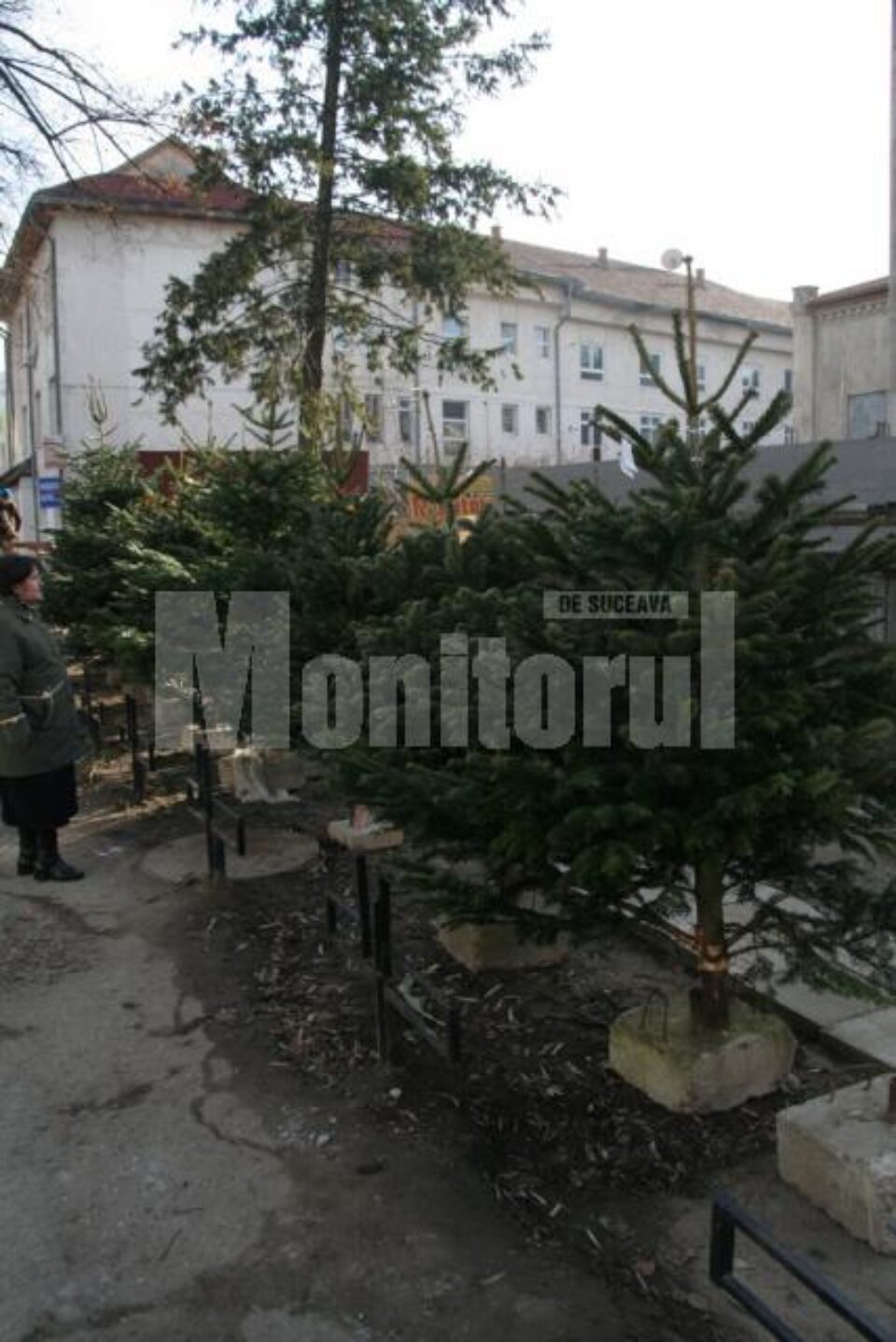Brazii se vând la prețuri între 24 și 36 de lei, molizii, între 12 și 24 de lei