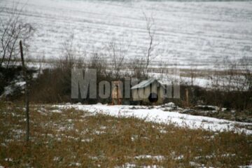 Unul dintre câinii care l-ar fi sfâșiat și omorât pe Gheorghe Roman