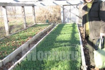În creșa plantelor care ne fac viața mai frumoasă