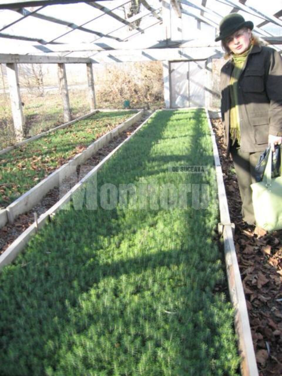 În creșa plantelor care ne fac viața mai frumoasă