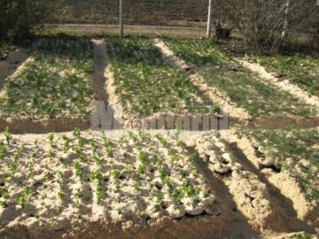 Cresa arborilor ornamentali
