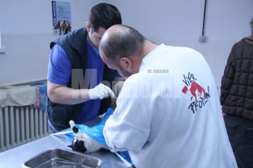 Medicii de la Vier Pfoten au primit o mulțime de solicitări de sterilizare a pisicilor Medicii de la Vier Pfoten au primit o mulțime de solicitări de sterilizare a pisicilor