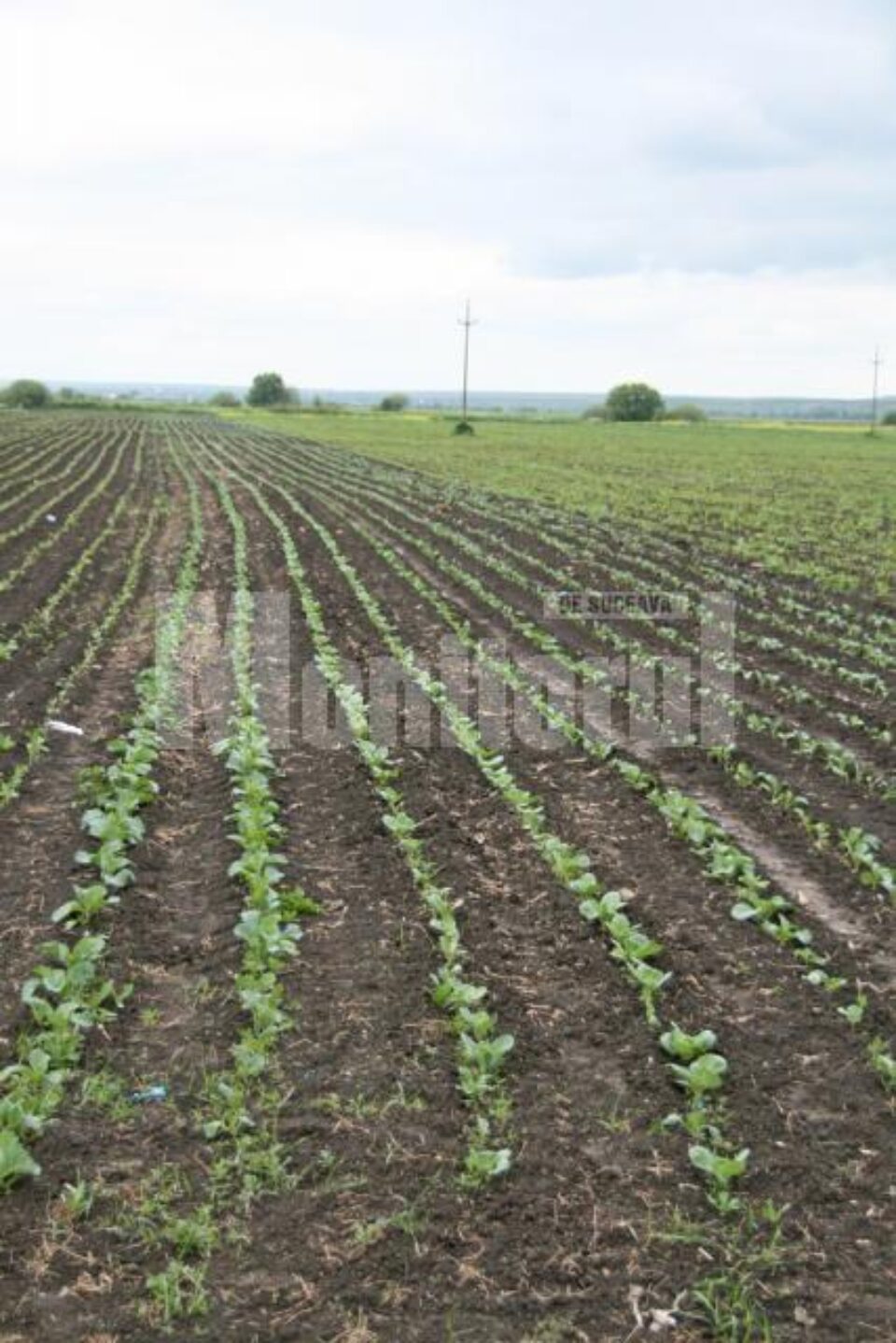 Suspiciuni: Stan îl bănuiește pe ministrul Agriculturii că „face jocul” țărilor cu agricultură subvenționată Suspiciuni: Stan îl bănuiește pe ministrul Agriculturii că „face jocul” țărilor cu agricultură subvenționată