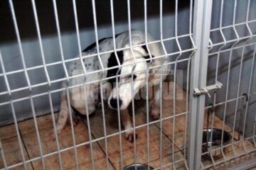 Metișii de pitbull vor fi dați spre adopție