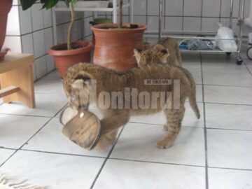Inedit: Cu leii la veterinar