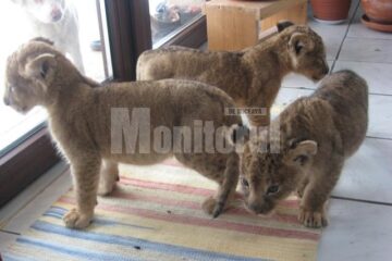 Sparta, Atena și Apollo au fost ieri la veterinar pentru vaccin și certificat de naștere