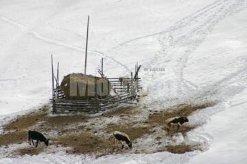 Vacile merg singure la clăile cu fân