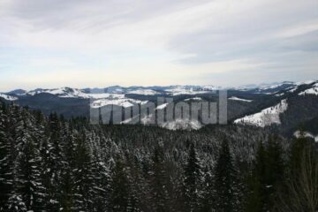 166.613 hectare de păduri urmează să intre în posesia Fondului Bisericesc Ortodox din Bucovina