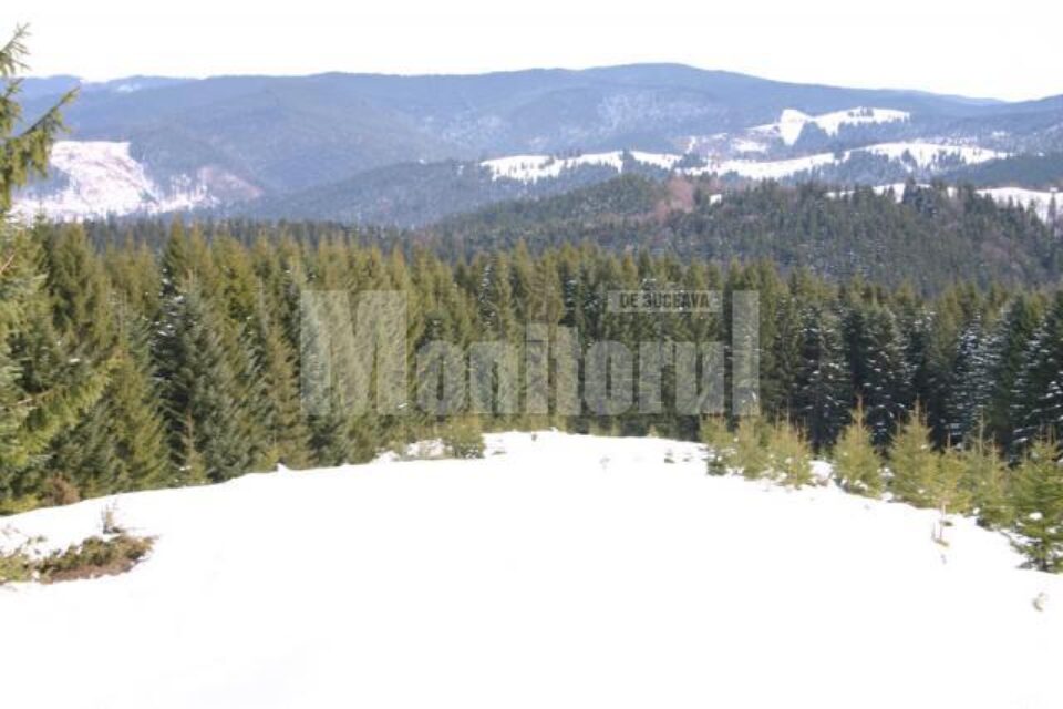 Cele 125.733,26 hectare de pădure preluate prin intermediul executorului judecătoresc Sarmis Cîmpulungeanu provin de la mai multe ocoale silvice din județ