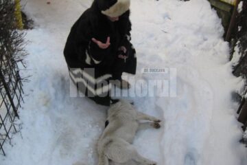 Câini otrăviți ieri, în cartierul Zamca