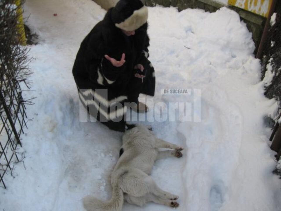 Câini otrăviți ieri, în cartierul Zamca