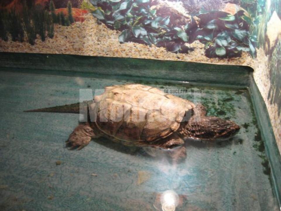 Țestoasa aligator