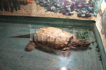 Țestoasa aligator