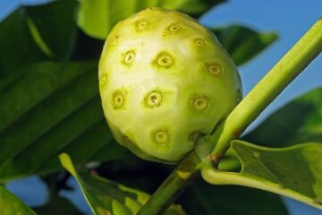 Terapii alternative: Noni, un panaceu terapeutic