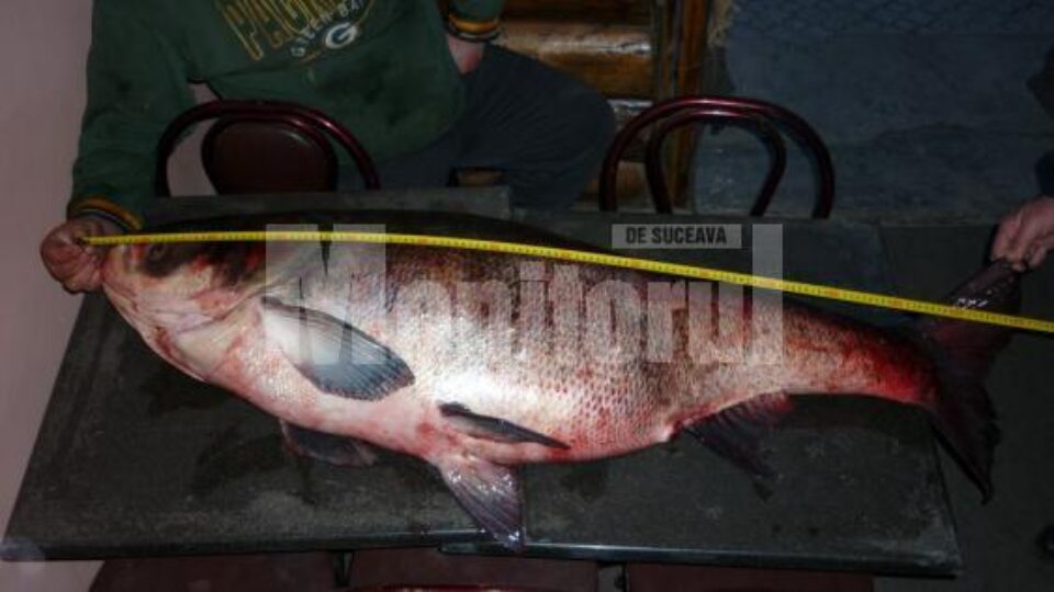 Rădăuțeanul Cătălin Bîndiu a prins un crap chinezesc de 47,5 kg, lung de 1,4 m
