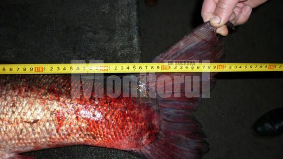 Captură: Un rădăuțean a prins un crap de 47,5 kg