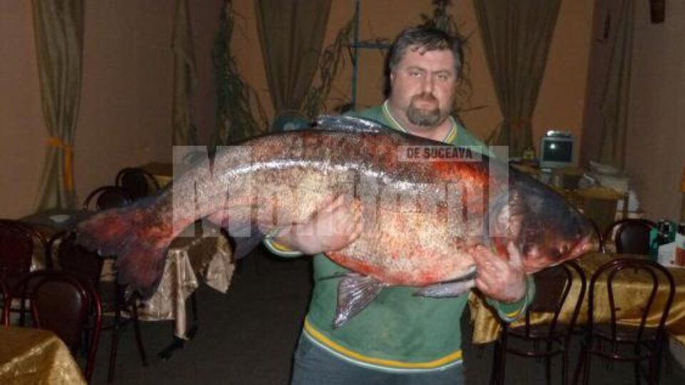 Rădăuțeanul Cătălin Bîndiu a prins un crap chinezesc de 47,5 kg, lung de 1,4 m