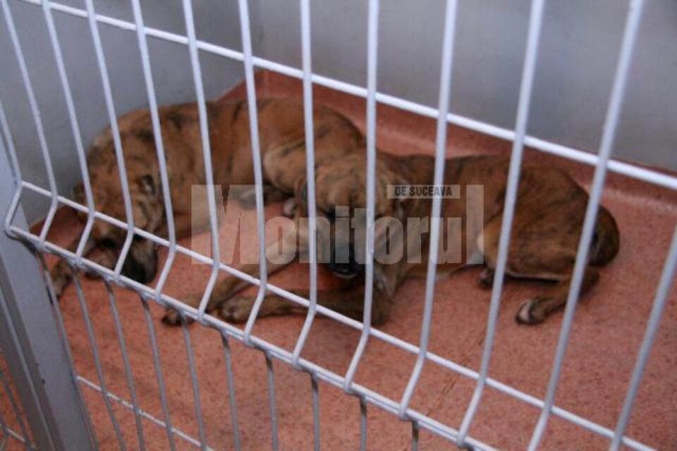 Incredibil!: Femeie sfâșiată de aceeași haită de câini care a omorât un bătrân