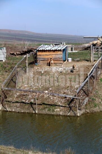 Țarcul din care au sărit cei doi câini care au atacat-o pe femeie