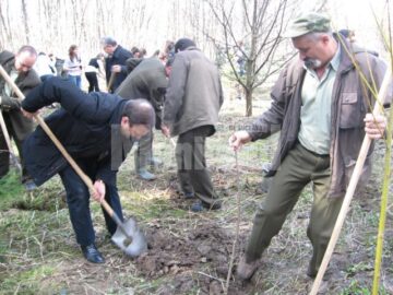 Luna Pădurii: Peste 300 de copaci au fost plantați în zona Cetății de Scaun