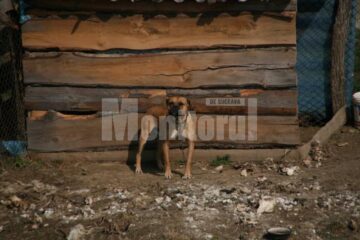 Pibullii administratorului iazului