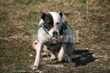 Unul dintre câinii ucigași de la Rotunda