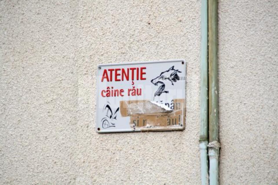 Un câine este obligatoriu la orice casa din Ițcani
