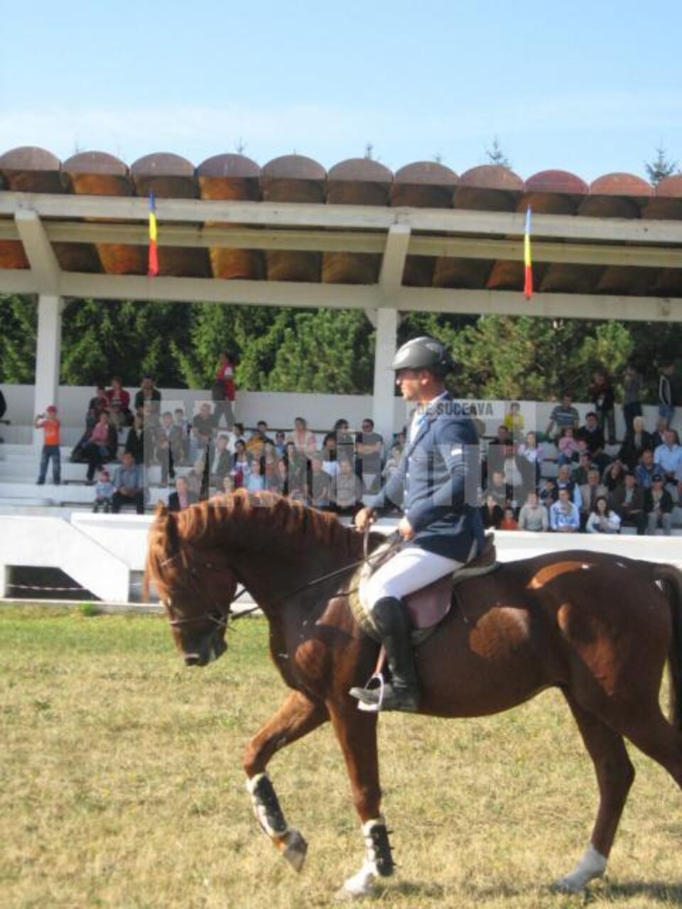 Prometeo, noua vedetă a cailor arabi de la herghelia Rădăuți