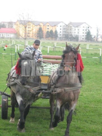 Demonstrație: Dresură de cai și plimbări cu trăsura, la Herghelia Rădăuți