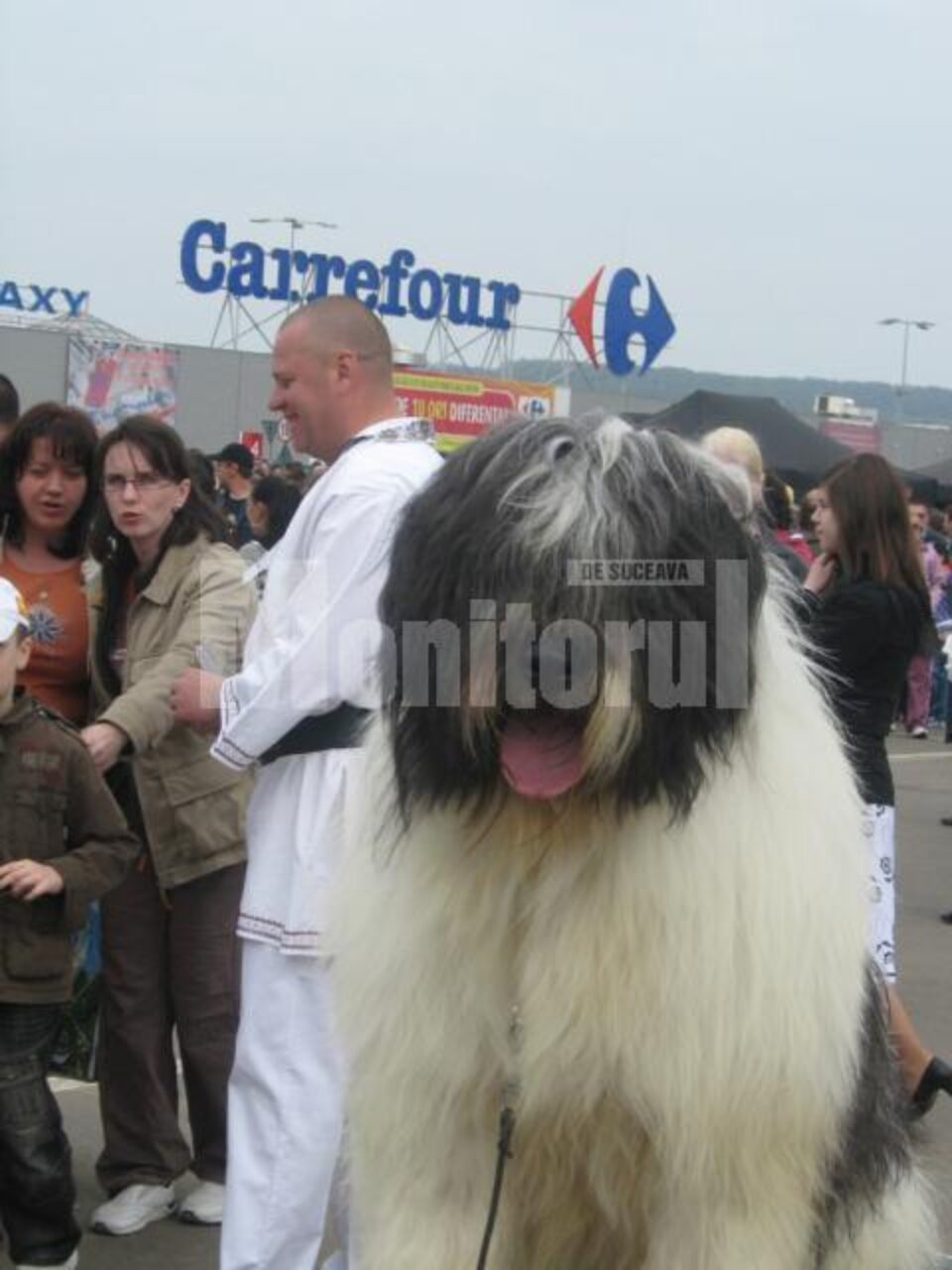 Câinii de rasă, vedetele Expoziției Chinologice Naționale organizată în parcarea Shopping City Suceava